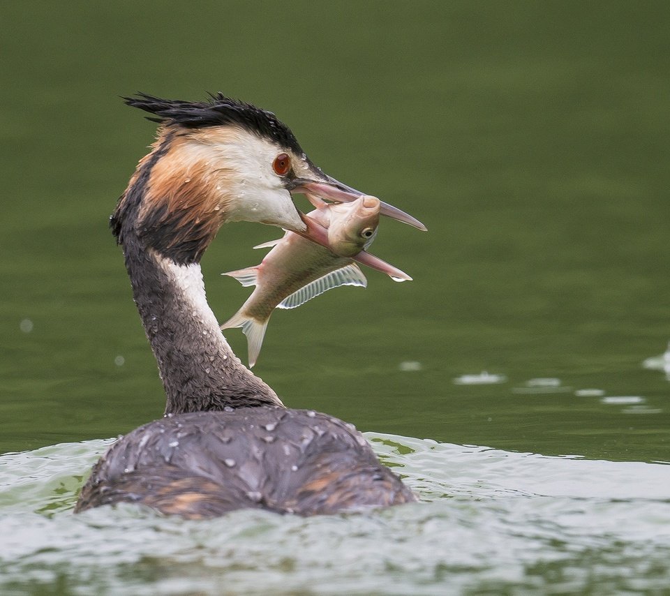 Обои вода, птица, клюв, перья, рыба, улов, большая поганка, чомга, water, bird, beak, feathers, fish, catch, great crested grebe, the great crested grebe разрешение 2048x1343 Загрузить