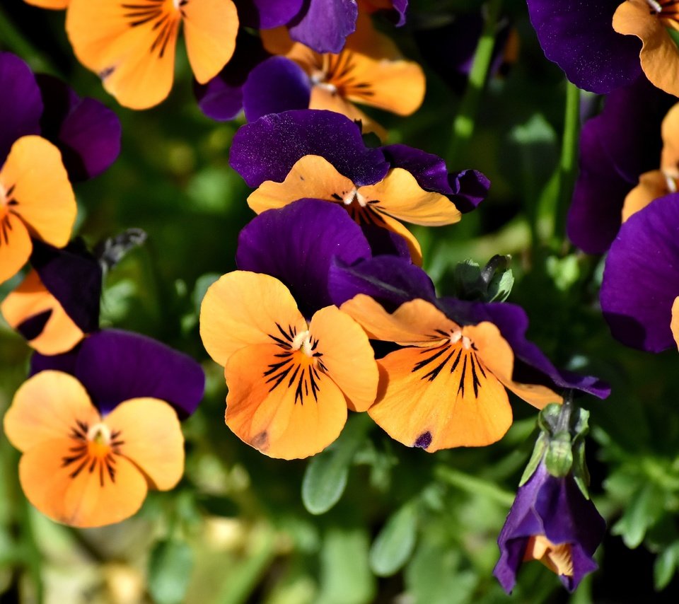 Обои цветы, анютины глазки, клумба, flowers, pansy, flowerbed разрешение 5488x3638 Загрузить