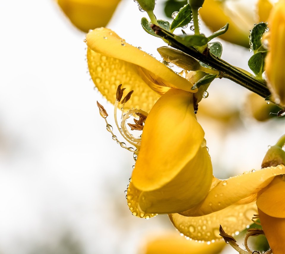 Обои ветка, макро, цветок, капли, branch, macro, flower, drops разрешение 6000x4000 Загрузить