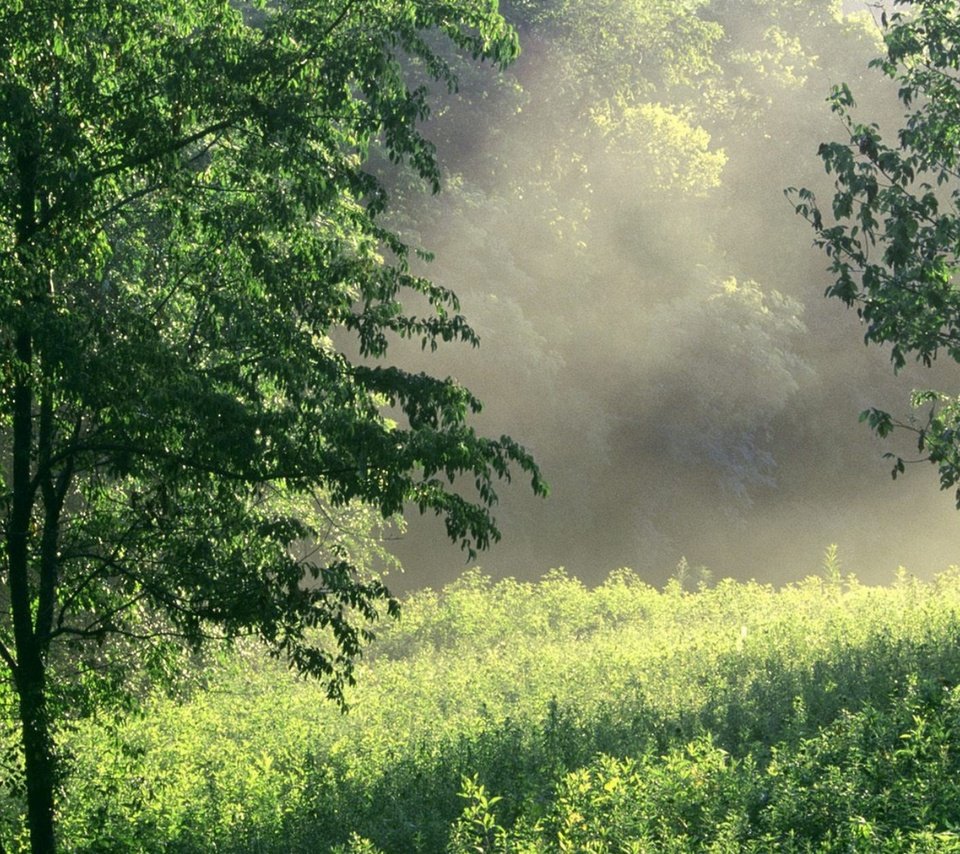 Обои трава, восход, природа, зелень, лес, лето, поляна, grass, sunrise, nature, greens, forest, summer, glade разрешение 1932x1208 Загрузить