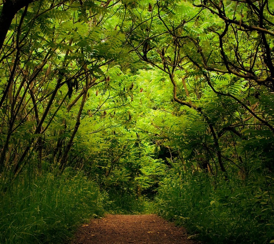 Обои деревья, зелень, лес, дорожка, кусты, trees, greens, forest, track, the bushes разрешение 1920x1080 Загрузить