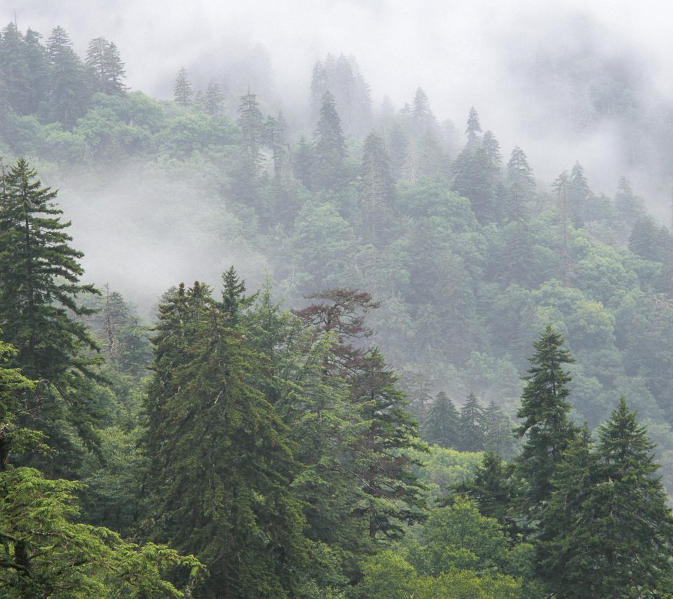 Обои деревья, горы, природа, лес, туман, национальный парк, trees, mountains, nature, forest, fog, national park разрешение 1920x1080 Загрузить