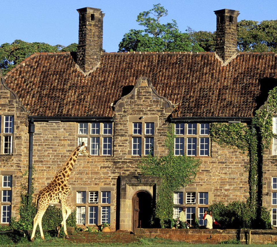 Обои дом, здание, жираф, house, the building, giraffe разрешение 1920x1080 Загрузить