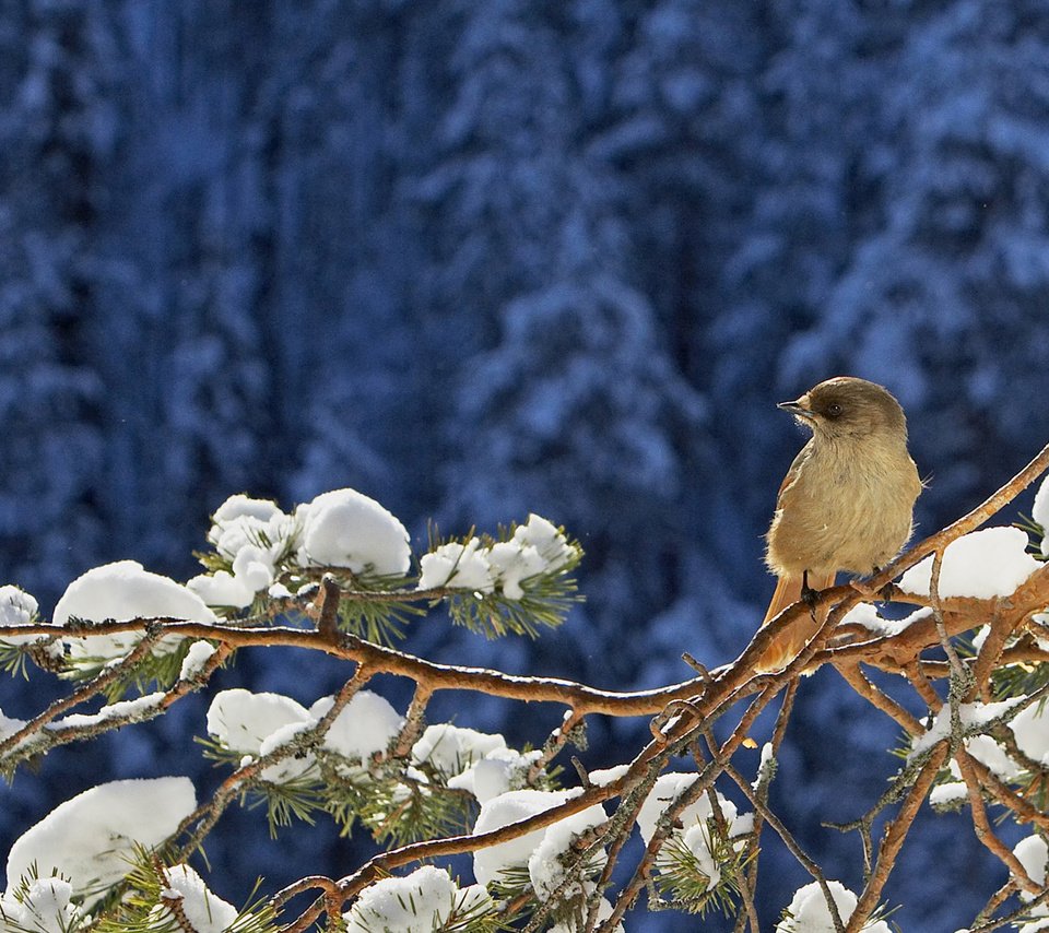 Обои снег, хвоя, зима, ветки, птица, воробей, сосна, snow, needles, winter, branches, bird, sparrow, pine разрешение 1920x1080 Загрузить