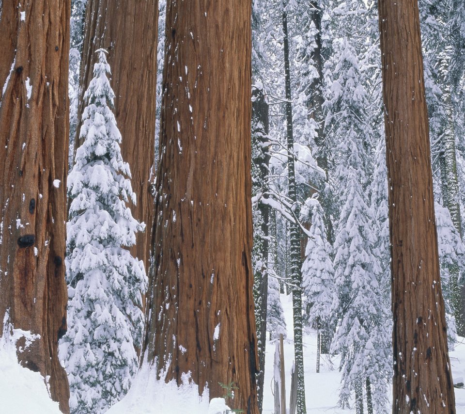 Обои деревья, снег, природа, лес, зима, парк, секвойя, trees, snow, nature, forest, winter, park, sequoia разрешение 1920x1080 Загрузить