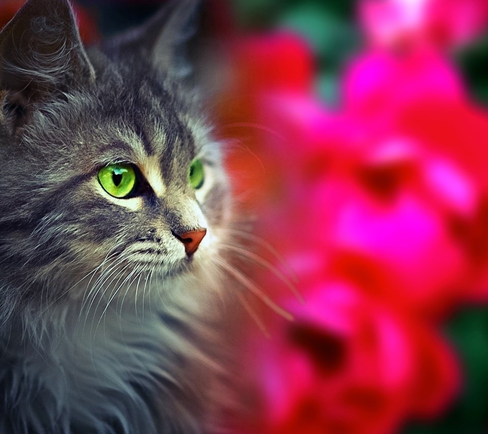 Обои глаза, морда, кот, взгляд, пушистый, eyes, face, cat, look, fluffy разрешение 1920x1200 Загрузить