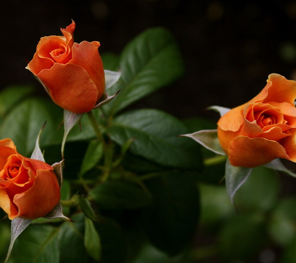 Обои розы, букет, оранжевые, roses, bouquet, orange разрешение 5184x3456 Загрузить