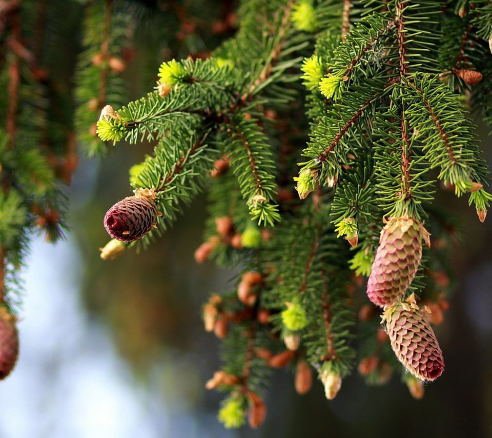 Обои природа, ветки, ель, шишки, nature, branches, spruce, bumps разрешение 2112x1188 Загрузить