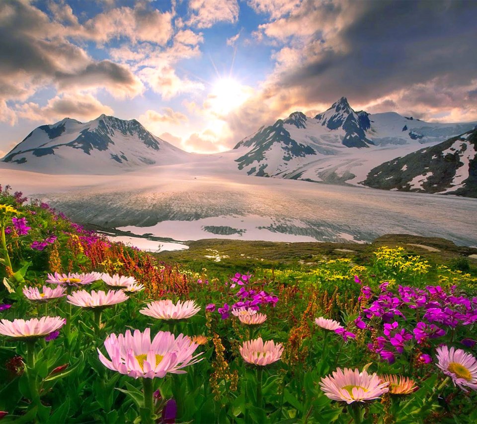 Обои цветы, горы, снег, flowers, mountains, snow разрешение 2500x1666 Загрузить