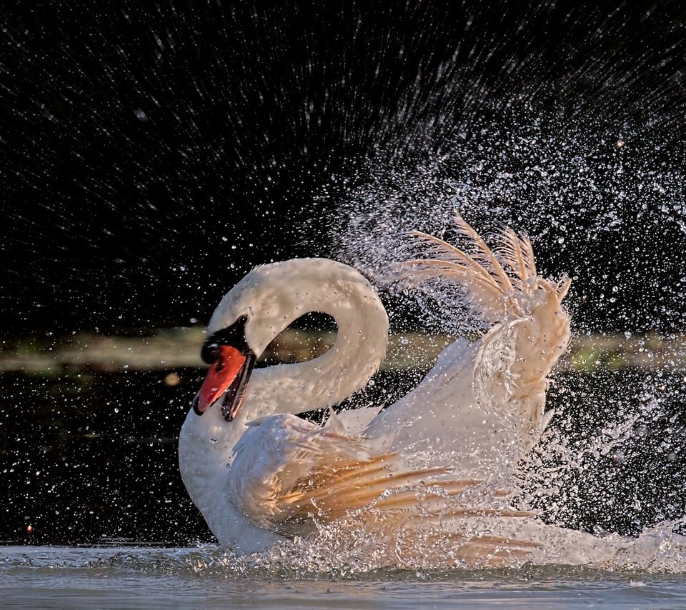 Обои вода, брызги, птица, перья, купание, лебедь, белый лебедь, water, squirt, bird, feathers, bathing, swan, white swan разрешение 2112x1188 Загрузить