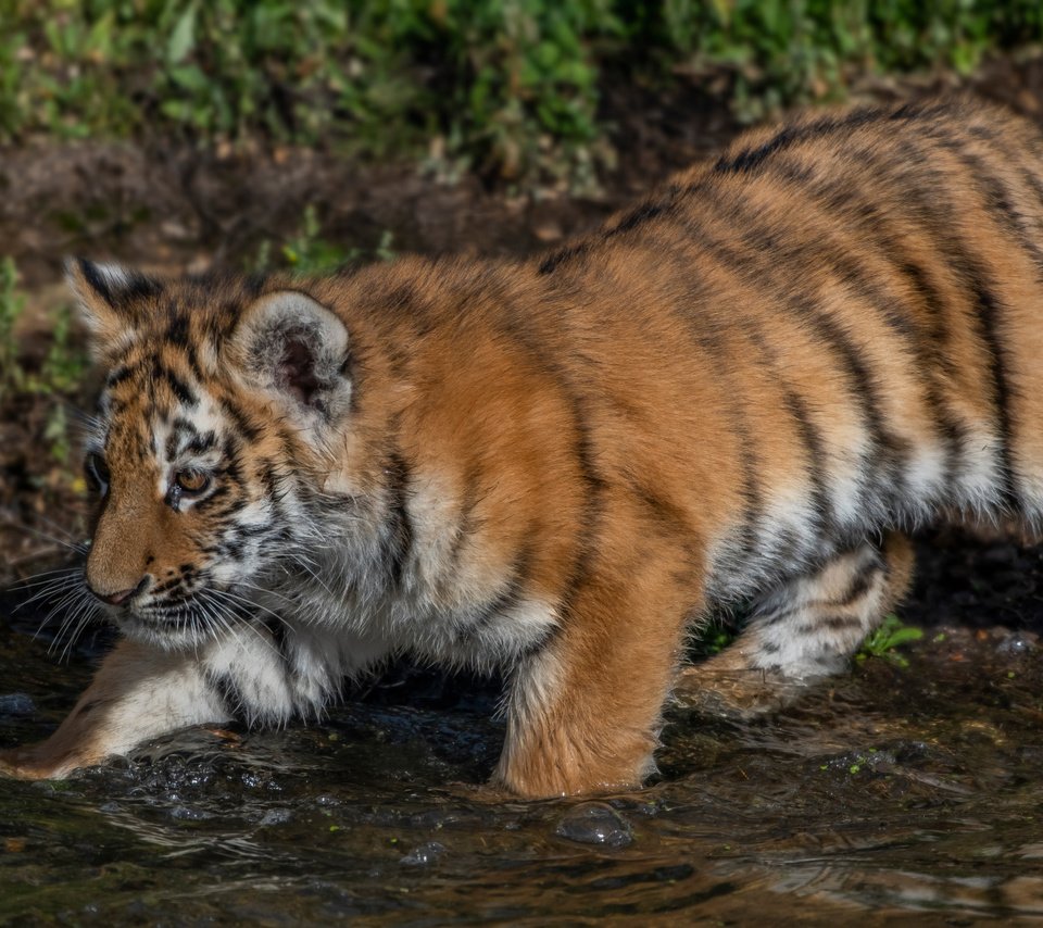 Обои тигр, вода, котенок, тигренок, детеныш, tiger, water, kitty, cub разрешение 2112x1188 Загрузить