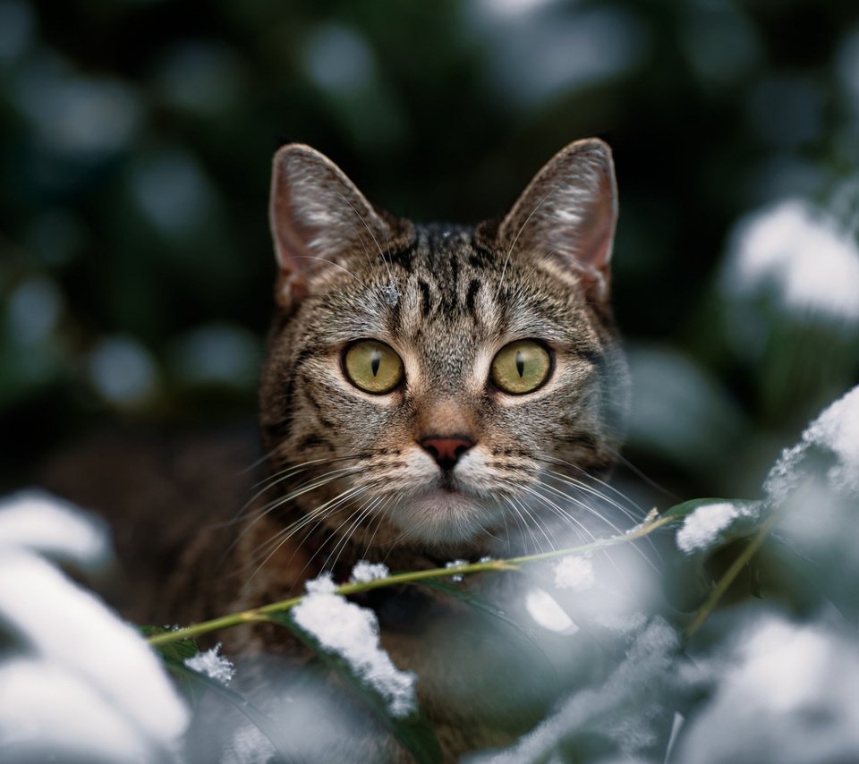 Обои зима, кот, кошка, взгляд, боке, winter, cat, look, bokeh разрешение 1920x1080 Загрузить