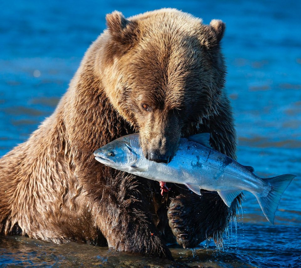 Обои морда, рыбалка, река, обед, поза, синий фон, лапы, добыча, медведь, бурый, водоем, мишка, купание, рыба, fish, face, fishing, river, lunch, pose, blue background, paws, mining, bear, brown, pond, bathing разрешение 1920x1080 Загрузить