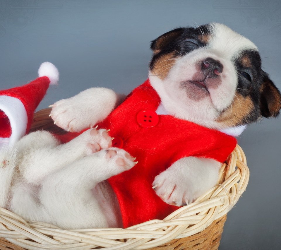 Обои щенок, корзина, костюм, новый, год, puppy, basket, costume, new, year разрешение 2560x1440 Загрузить