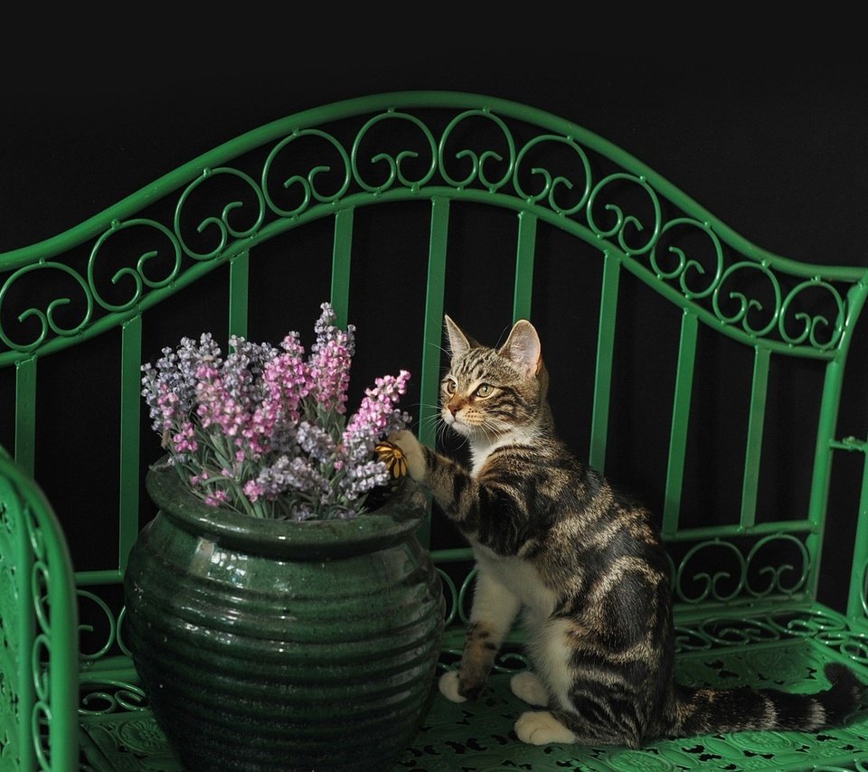 Обои кот, кошка, лавочка, киса, коте, ваза с цветами, cat, shop, kitty, kota, vase with flowers разрешение 2048x1304 Загрузить