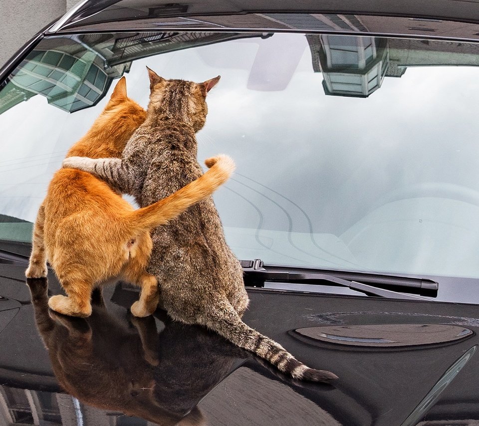 Обои авто, спина, кошки, auto, back, cats разрешение 2048x1229 Загрузить