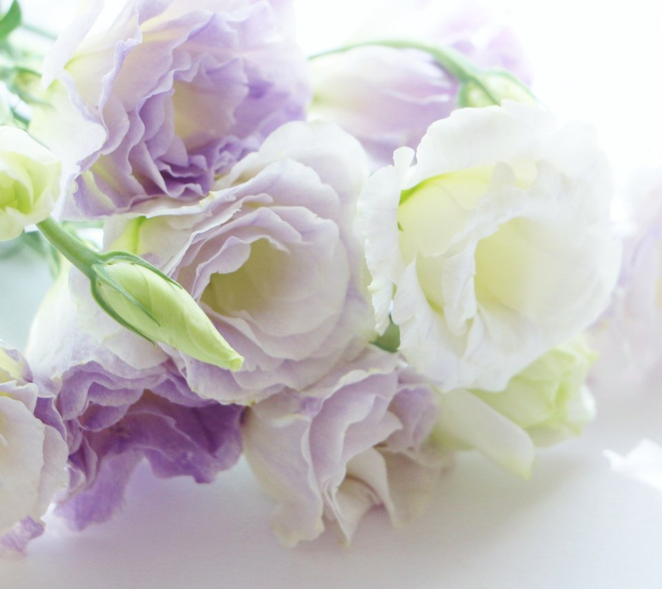 Обои цветы, фон, эустома, бело-сиреневый, flowers, background, eustoma, white-lilac разрешение 2112x1188 Загрузить