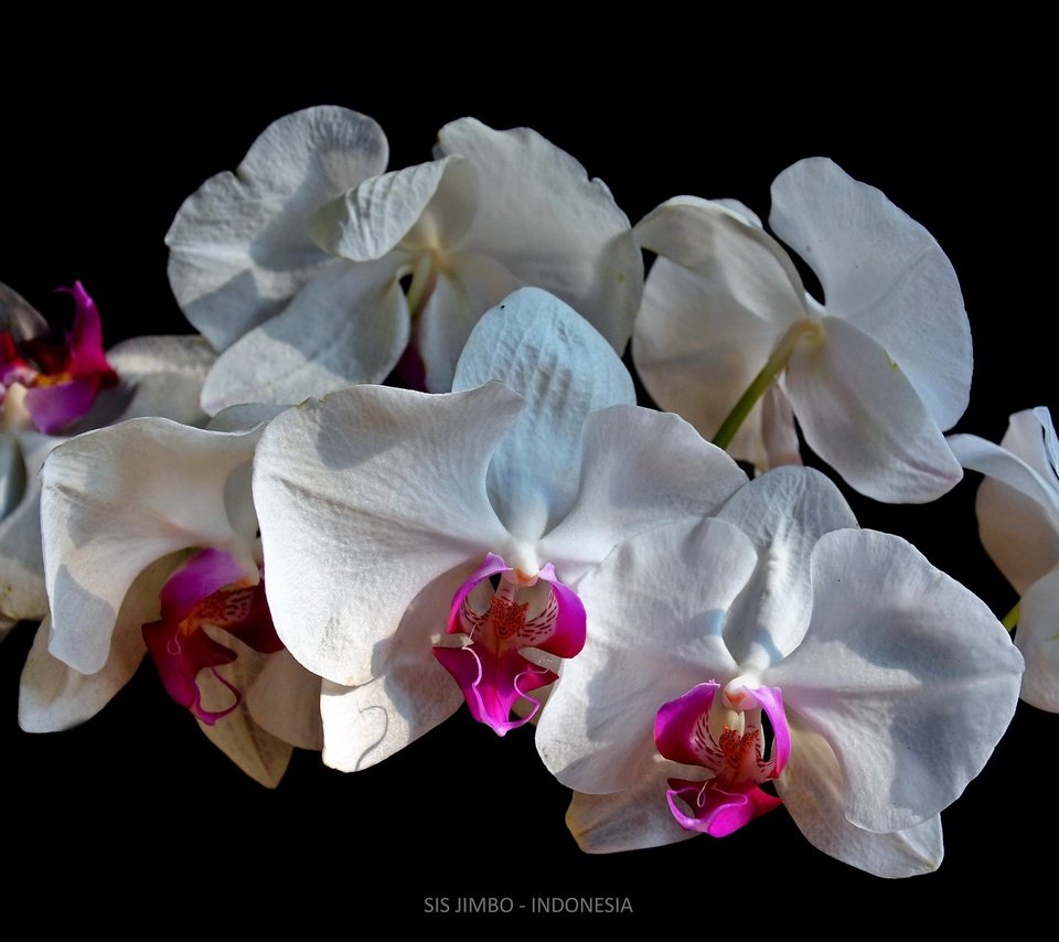 Обои фон, орхидеи, белые орхидеи, background, orchids, white orchid разрешение 2048x1365 Загрузить