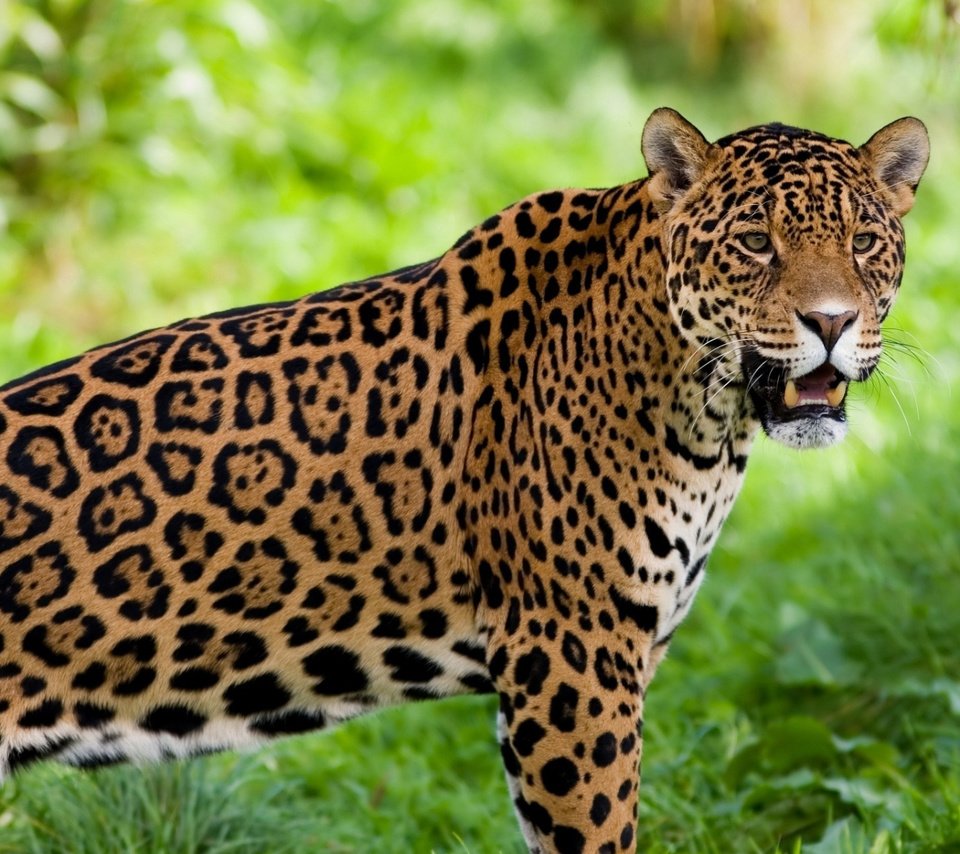 Обои ягуар, животное, jaguar, animal разрешение 1920x1200 Загрузить