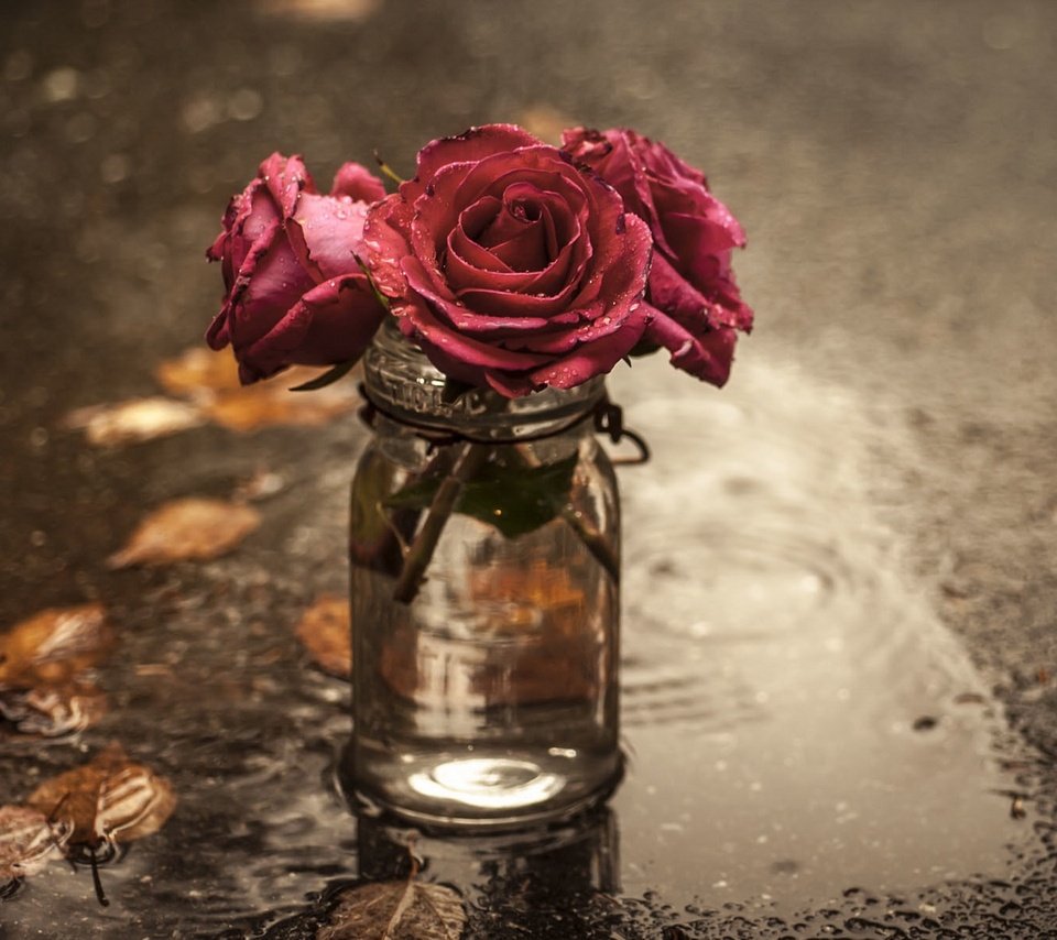 Обои цветы, розы, лужа, банка, flowers, roses, puddle, bank разрешение 2048x1300 Загрузить