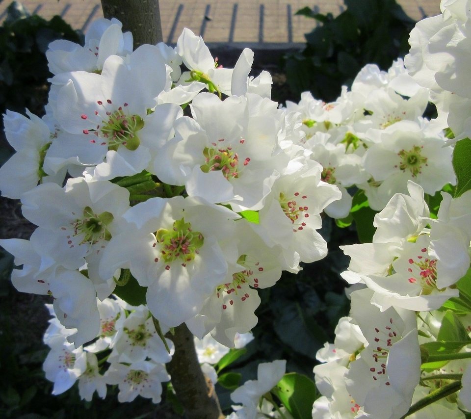 Обои цветы, деревья, весна, цветущие, 2018, кустарники, апрель, mamala, flowers, trees, spring, blooming, shrubs, april разрешение 1920x1200 Загрузить