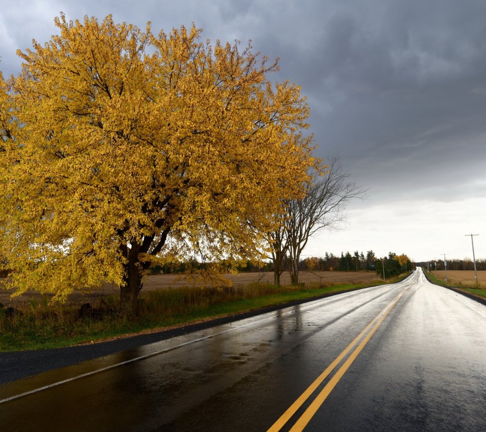 Обои дорога, дерево, поле, осень, урожай, road, tree, field, autumn, harvest разрешение 2112x1188 Загрузить