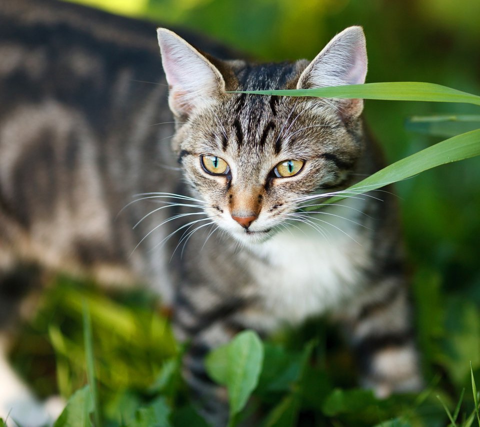 Обои морда, трава, портрет, кот, кошка, взгляд, серый, полосатый, face, grass, portrait, cat, look, grey, striped разрешение 2112x1188 Загрузить