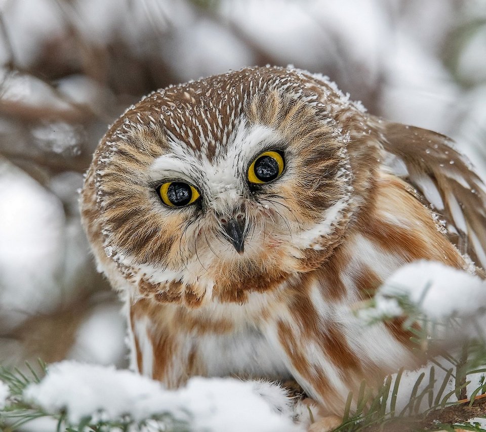 Обои сова, снег, взгляд, птица, мохноногий сыч, owl, snow, look, bird, tengmalm's owl разрешение 1920x1233 Загрузить