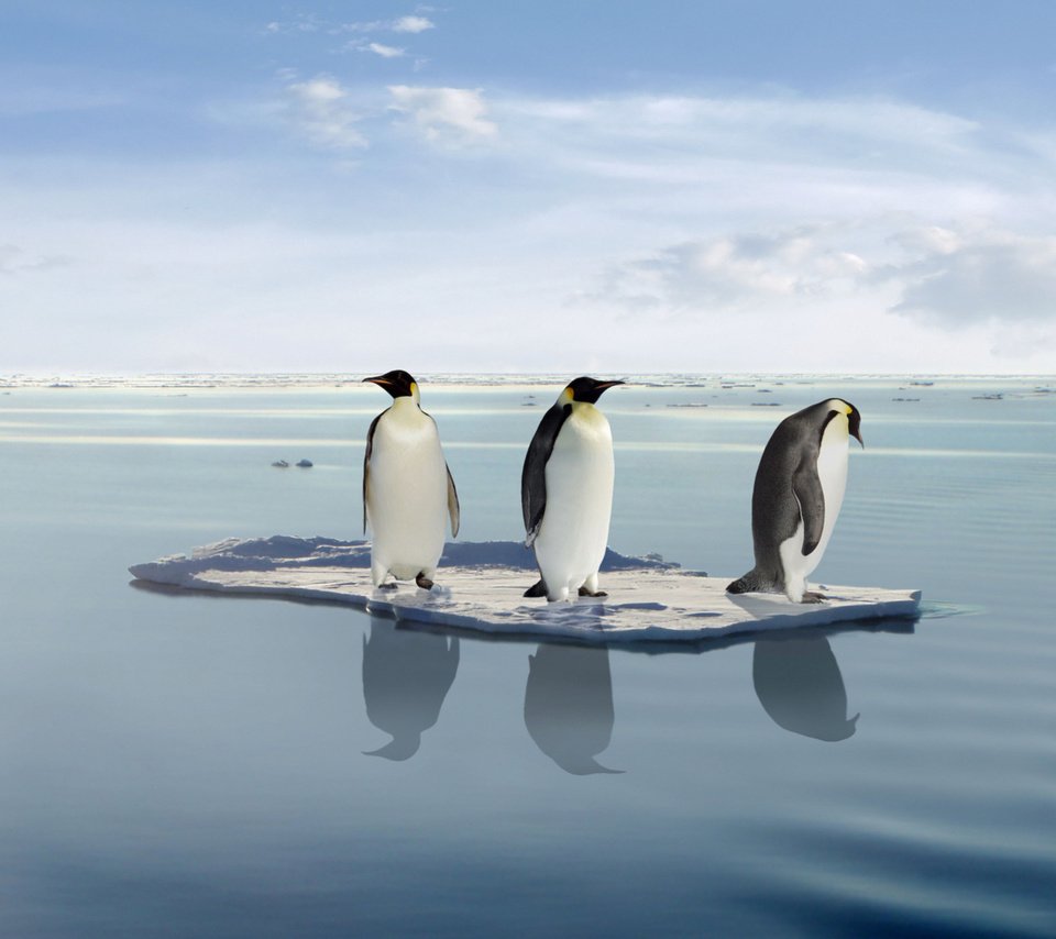 Обои океан, пингвины, льдина, на льдине, в океане, the ocean, penguins, floe, on the ice, in the ocean разрешение 1920x1200 Загрузить