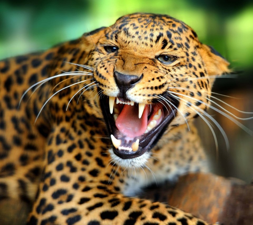 Обои леопард, leopard разрешение 4888x3377 Загрузить
