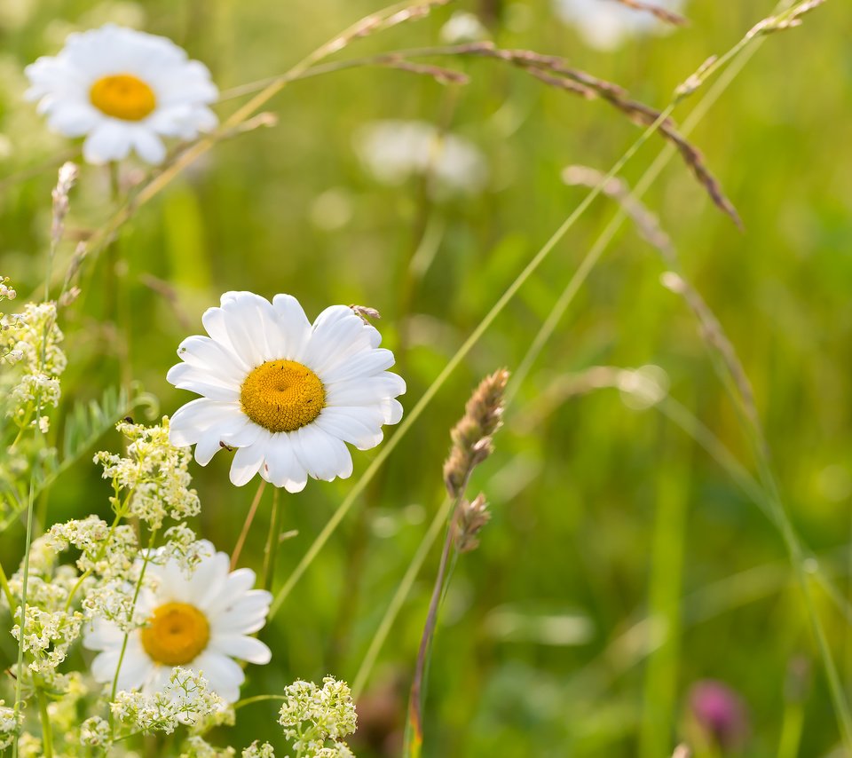 Обои цветы, трава, ромашки, полевые цветы, flowers, grass, chamomile, wildflowers разрешение 2304x1536 Загрузить