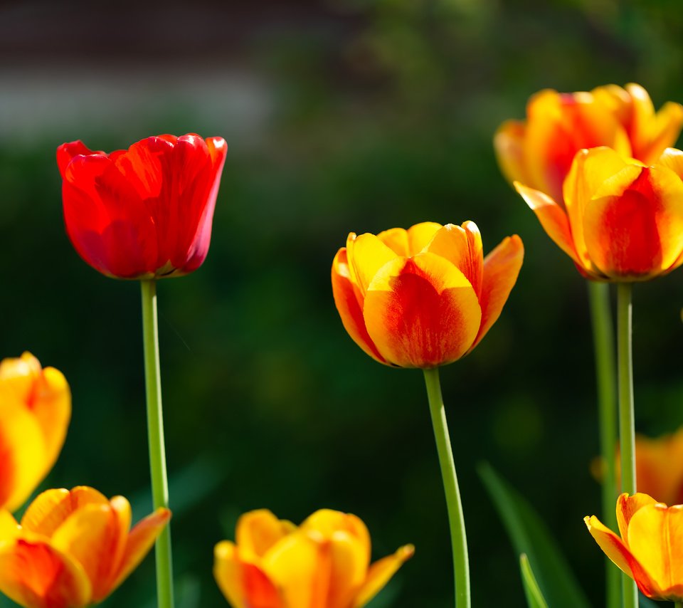 Обои цветы, весна, тюльпаны, желто-красные, flowers, spring, tulips, yellow-red разрешение 2304x1536 Загрузить