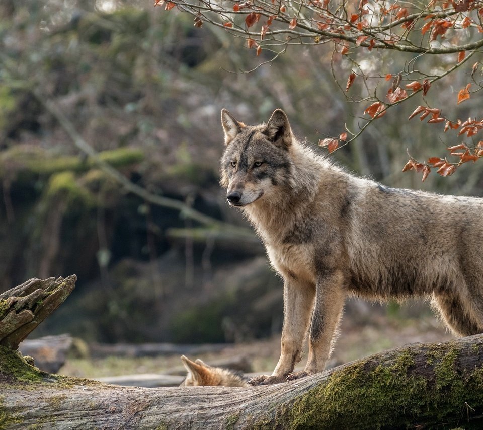 Обои природа, поза, взгляд, волк, nature, pose, look, wolf разрешение 2560x1600 Загрузить