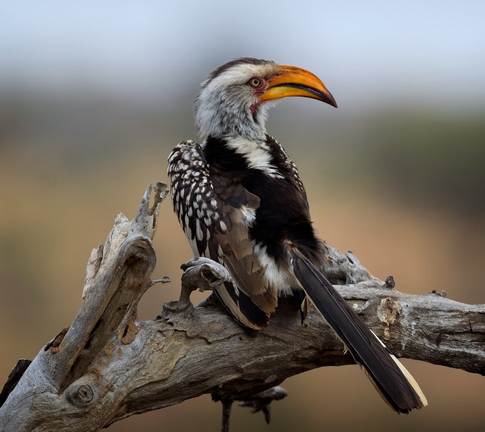 Обои национальный парк крюгера, southern yellow-billed hornbill, wild south africa, kruger national park разрешение 2112x1188 Загрузить