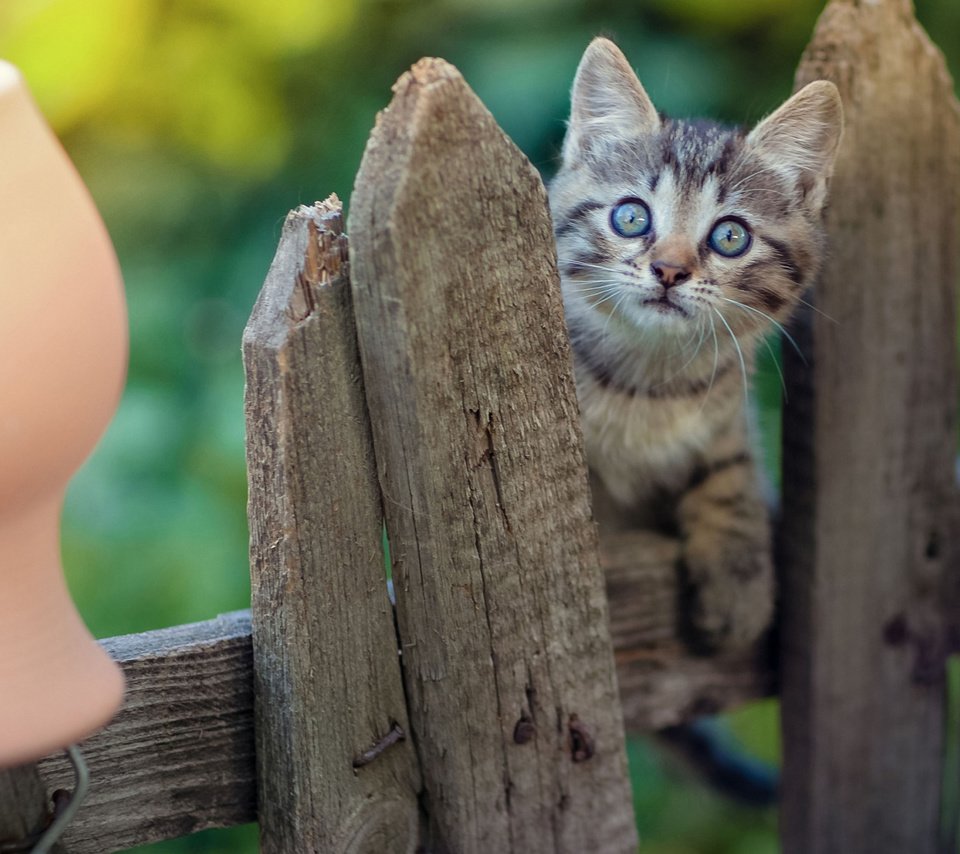 Обои кот, мордочка, кошка, взгляд, забор, котенок, малыш, удивление, крынка, pot, cat, muzzle, look, the fence, kitty, baby, surprise разрешение 2112x1188 Загрузить