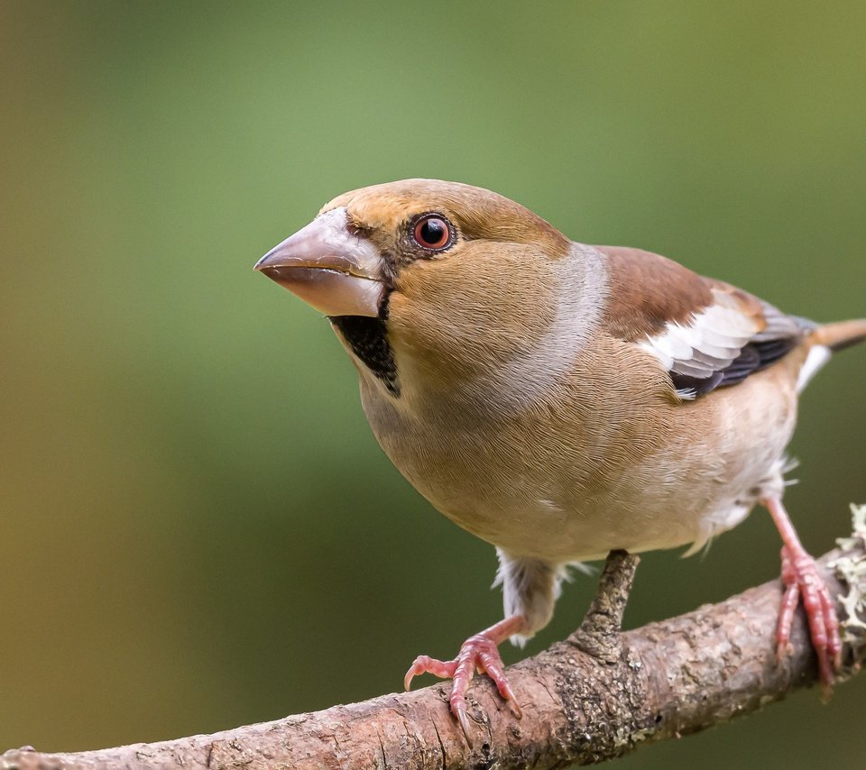 Обои ветка, поза, дубонос, branch, pose, grosbeak разрешение 2560x1600 Загрузить