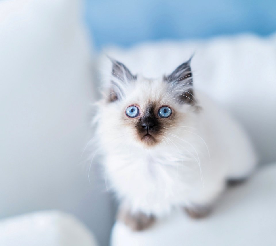 Обои взгляд, голубые глаза, бирманская кошка, look, blue eyes, burmese разрешение 2048x1365 Загрузить