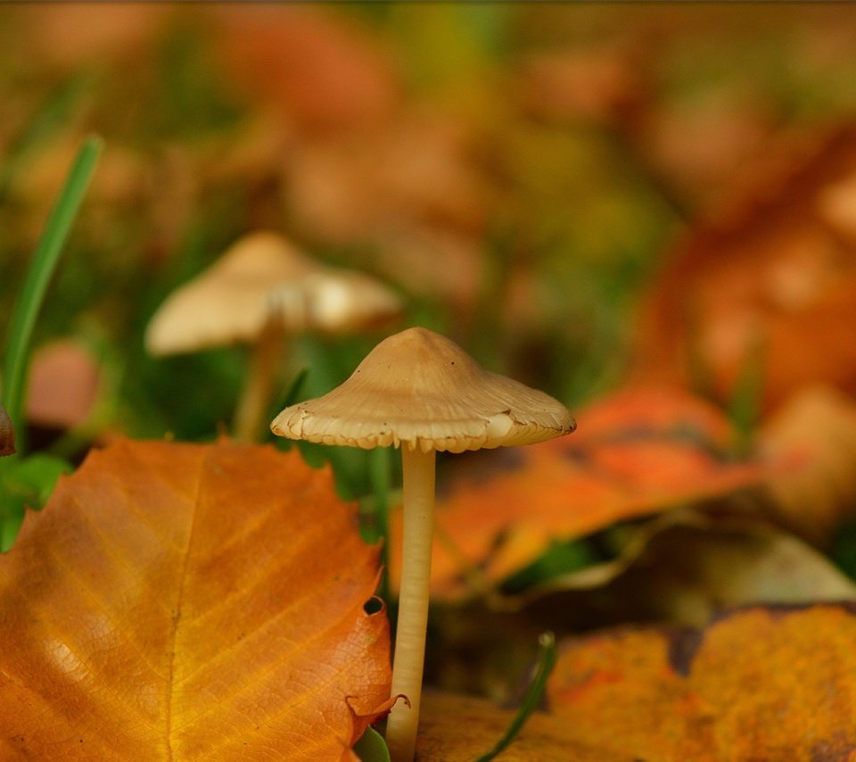 Обои природа, макро, грибы, размытость, желтые листья, nature, macro, mushrooms, blur, yellow leaves разрешение 3000x1883 Загрузить