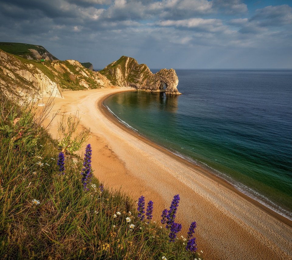 Обои цветы, море, песок, пляж, побережье, durdle door, дердл-дор, flowers, sea, sand, beach, coast, deral-dor разрешение 2048x1365 Загрузить