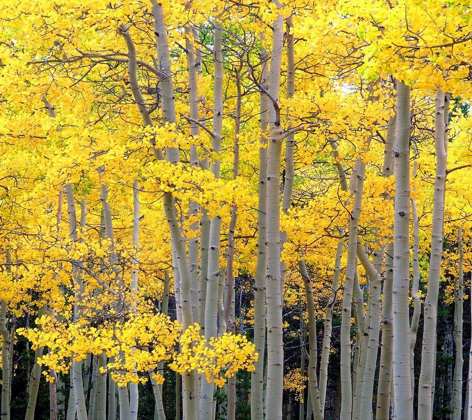 Обои деревья, лес, стволы, осень, осина, trees, forest, trunks, autumn, aspen разрешение 2560x1600 Загрузить