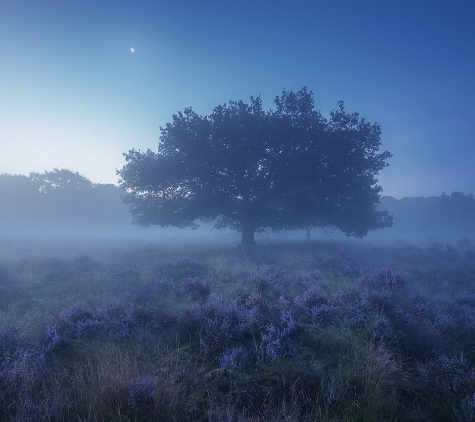 Обои небо, трава, природа, дерево, растения, туман, поле, the sky, grass, nature, tree, plants, fog, field разрешение 1920x1200 Загрузить