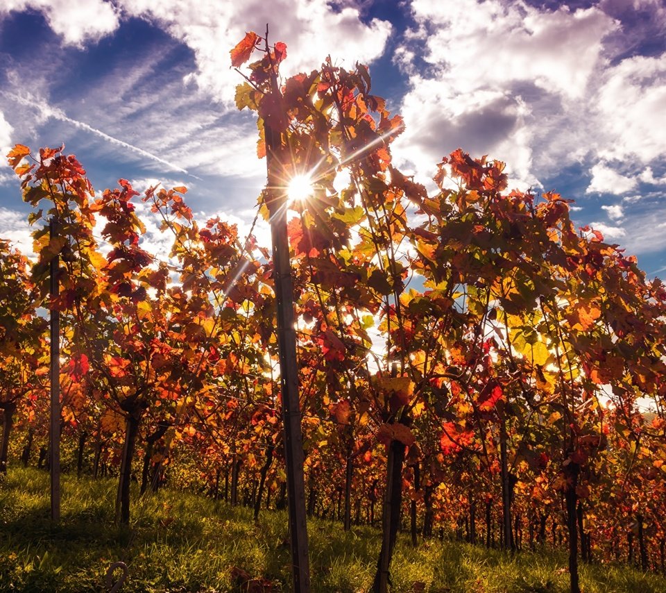 Обои небо, облака, природа, лучи, виноград, кусты, осень, виноградник, the sky, clouds, nature, rays, grapes, the bushes, autumn, vineyard разрешение 1920x1200 Загрузить