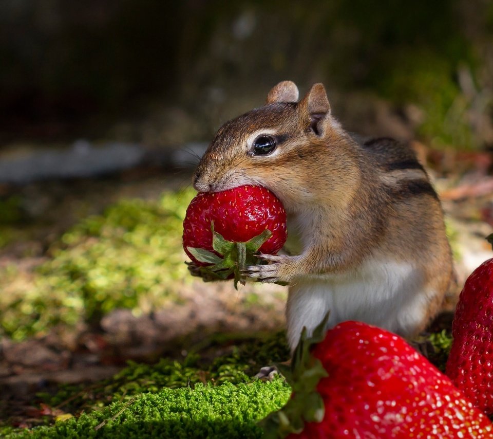 Обои клубника, ягоды, обед, бурундук, грызун, strawberry, berries, lunch, chipmunk, rodent разрешение 2000x1373 Загрузить