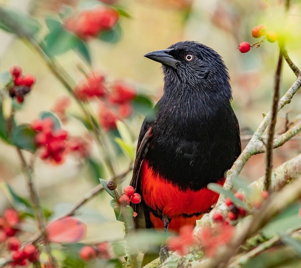 Обои ветки, птица, ягоды, плоды, яркая, трупиал, красно-черная, branches, bird, berries, fruit, bright, trupial разрешение 2048x1365 Загрузить