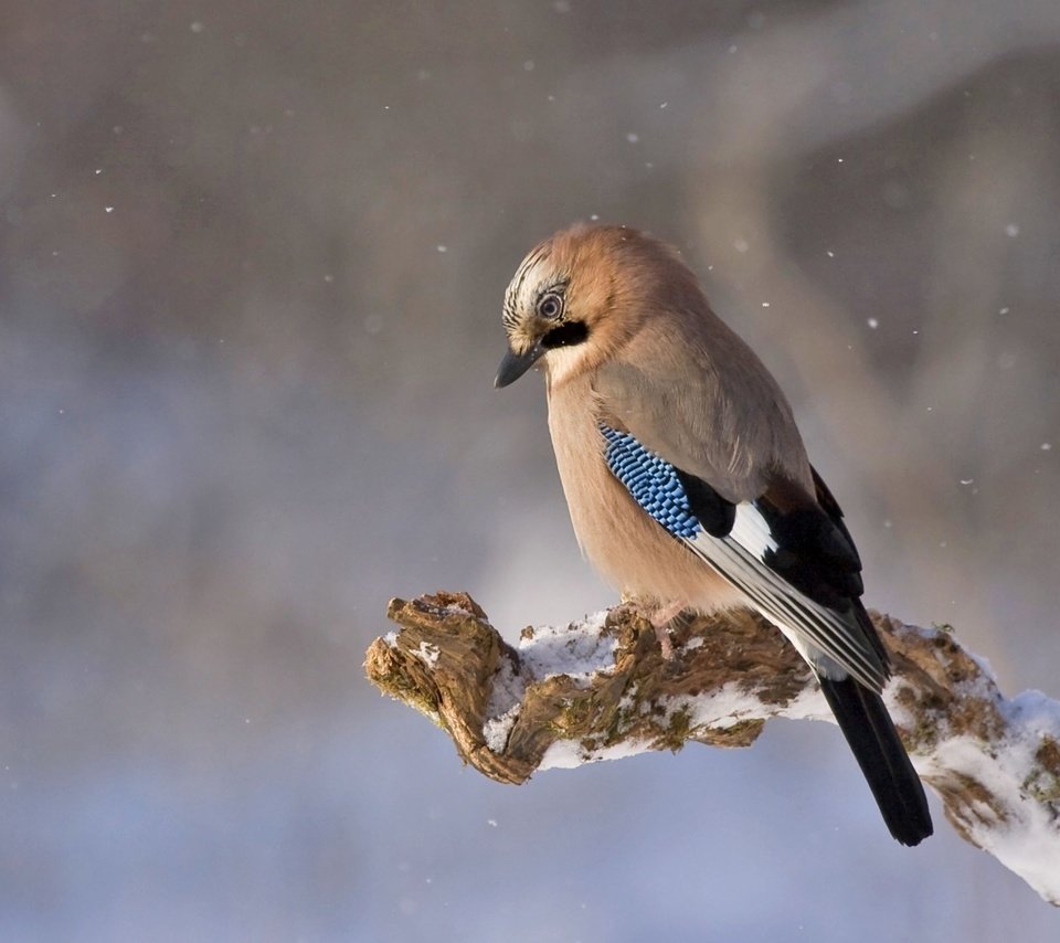 Обои снег, природа, птица, сойка, snow, nature, bird, jay разрешение 1920x1080 Загрузить