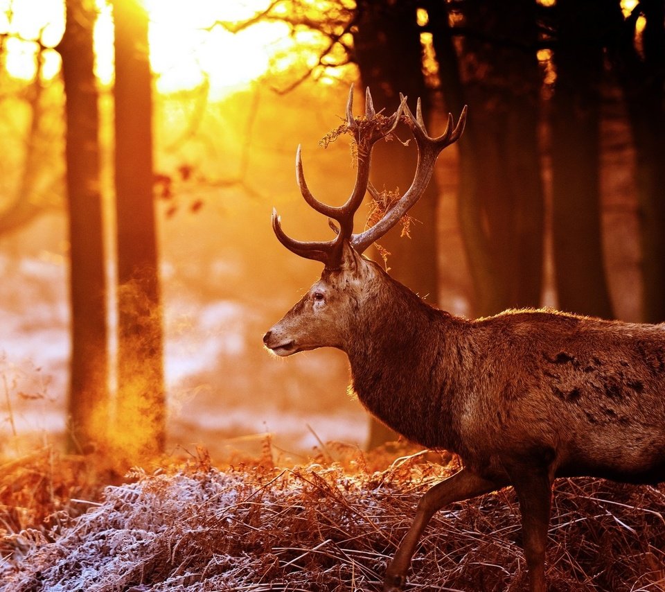 Обои деревья, лес, олень, блики, рога, солнечные лучи, trees, forest, deer, glare, horns, the sun's rays разрешение 2048x1360 Загрузить