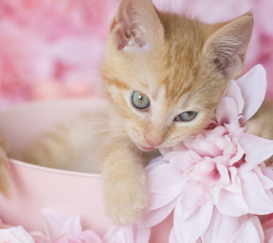 Обои цветы, котенок, рыжий, милый, flowers, kitty, red, cute разрешение 2000x1200 Загрузить