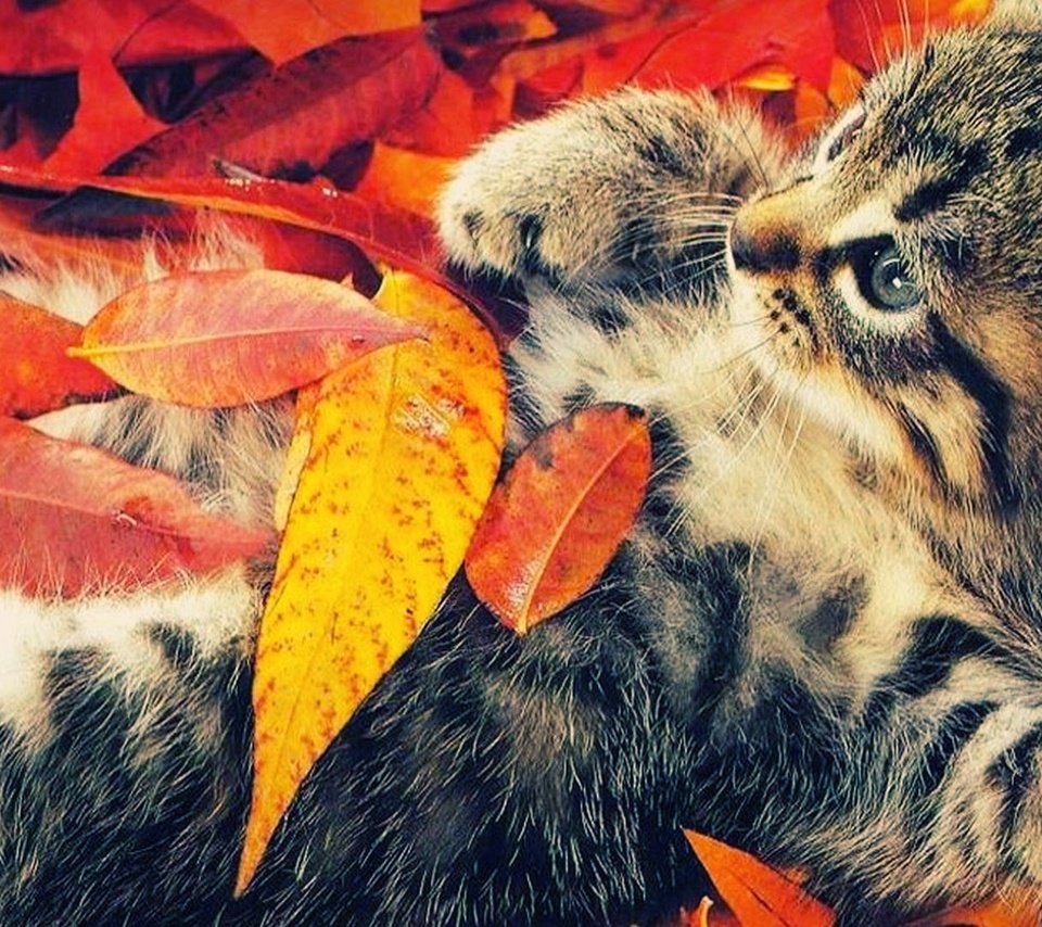 Обои кот, кошка, котенок, осенние листья, cat, kitty, autumn leaves разрешение 1920x1080 Загрузить