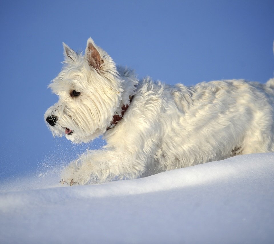 Обои снег, зима, собака, вест-хайленд-уайт-терьер, snow, winter, dog, the west highland white terrier разрешение 2880x1898 Загрузить