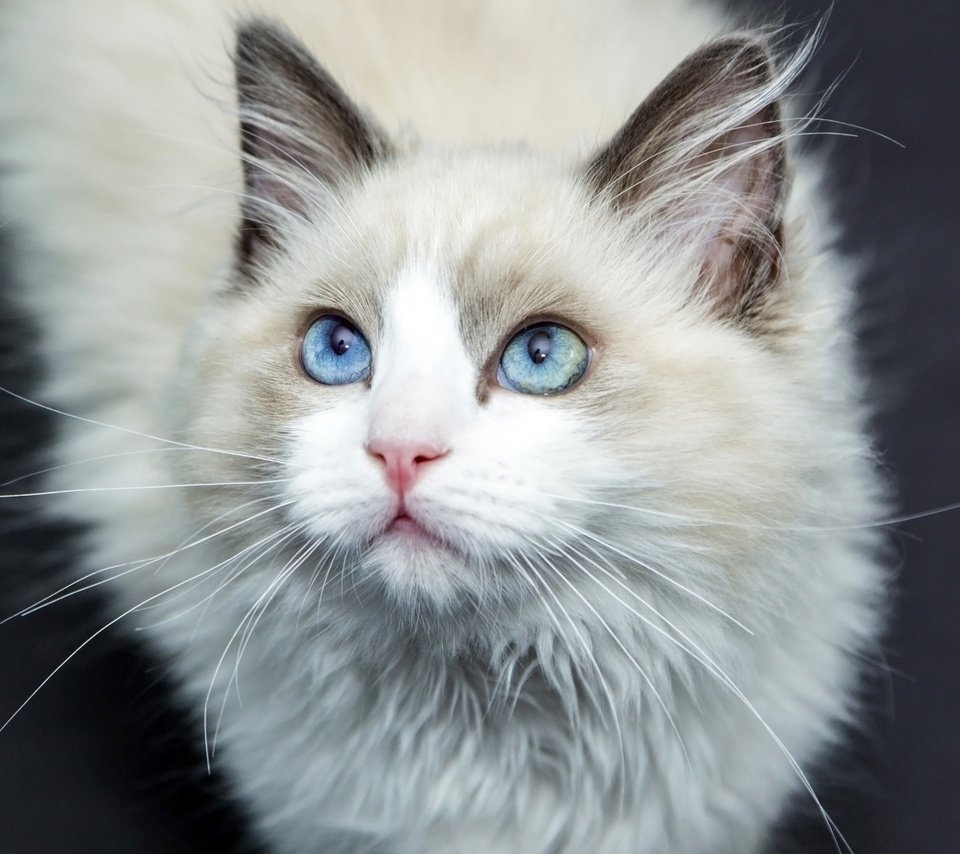 Обои кот, усы, шерсть, кошка, голубые глаза, лаза, cat, mustache, wool, blue eyes, laz разрешение 1920x1080 Загрузить